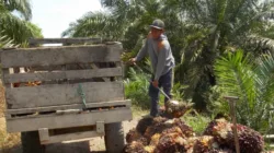 Harga TBS Sawit Jambi Naik Tipis pada Periode 5–11 Desember 2025