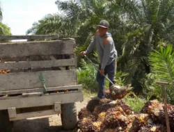 Harga TBS Sawit Jambi Naik Tipis pada Periode 5–11 Desember 2025