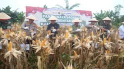 Panen Raya Jagung Kuartal I, Muaro Jambi Perkuat Dukungan Swasembada Pangan 2026
