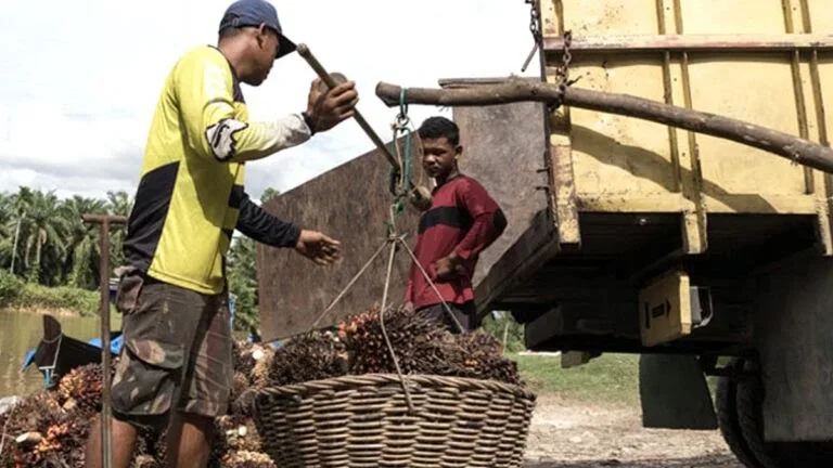 Gambar Ilustrasi harga pembelian TBS kelapa sawit untuk periode 16–22 Januari 2026 menunjukkan kenaikan jika dibandingkan dengan minggu sebelumnya. ( Dok Redaksi/Ist )
