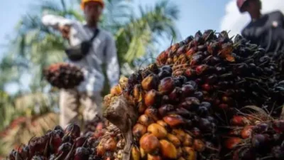 Harga pembelian Tandan Buah Segar (TBS) kelapa sawit di Provinsi Jambi kembali mengalami kenaikan pada periode 6–12 Februari 2026.