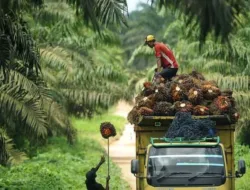 Harga TBS Sawit Jambi Periode 30 Januari–5 Februari 2026 Naik Signifikan