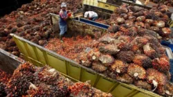 Harga TBS Sawit Jambi Periode 13–19 Februari 2026 Turun, Petani dan Disbun Soroti Tekanan Pasar