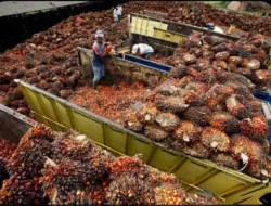 Harga TBS Sawit Jambi Periode 13–19 Februari 2026 Turun, Petani dan Disbun Soroti Tekanan Pasar