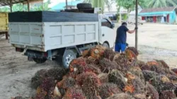 Harga TBS Sawit Jambi Periode 6–12 Maret 2026 Naik, Tembus Rp3.555 per Kg