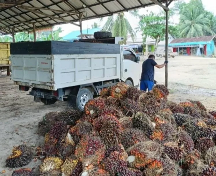 Harga tandan buah segar (TBS) kelapa sawit di Provinsi Jambi kembali mengalami kenaikan pada penetapan periode 6 hingga 12 Maret 2026