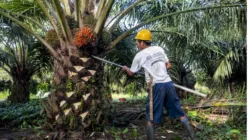 Harga Sawit Jambi Naik Periode 3 – 9 April 2026, TBS Tembus Rp3.902 per Kg