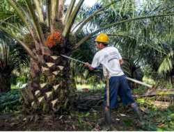 Harga Sawit Jambi Naik Periode 3 – 9 April 2026, TBS Tembus Rp3.902 per Kg