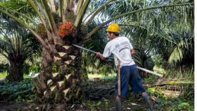 Lonjakan harga TBS Sawit Jambi berpotensi meningkatkan daya beli petani serta mendorong perputaran ekonomi di wilayah sentra perkebunan.