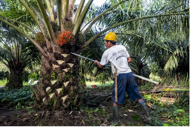Lonjakan harga TBS Sawit Jambi berpotensi meningkatkan daya beli petani serta mendorong perputaran ekonomi di wilayah sentra perkebunan.
