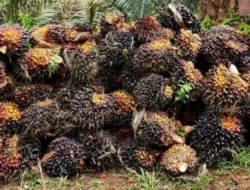 Harga TBS Sawit Jambi 24–30 April 2026 Turun Rp64,39/Kg, Ini Daftar Lengkapnya