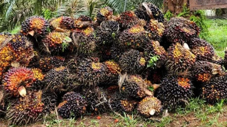 Gambar Tandan Buah Sawit Jambi Periode 24 - 30 April 2026 (Dok Redaksi/Ist)