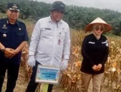 Sekda Muaro Jambi Hadiri Panen Raya Jagung Serentak Kuartal II 2026 di Suko Awin Jaya