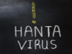 Kemenkes RI Minta Masyarakat Tak Terjebak Hoaks Hantavirus, Ini Perbedaan HPS dan HFRS