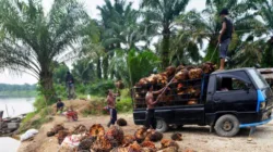 Harga TBS Sawit Jambi Turun Lagi, Periode 15-21 Mei 2026 Tembus Rp3.860,52 per Kilogram