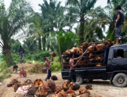 Harga TBS Sawit Jambi Turun Lagi, Periode 15-21 Mei 2026 Tembus Rp3.860,52 per Kilogram