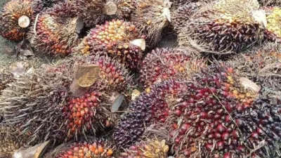 Petani kelapa sawit di Provinsi Jambi kembali menghadapi penurunan harga Tandan Buah Segar (TBS) sawit pada periode 8–14 Mei 2026.
