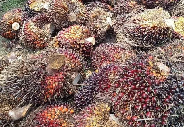Gambar Ilustrasi Harga tandan buah segar (TBS) kelapa sawit di Provinsi Jambi untuk periode 1–7 Mei 2026