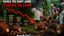 Harga TBS Sawit Jambi Anjlok, Kelompok Umur 10–20 Tahun Turun Rp515 /Kg