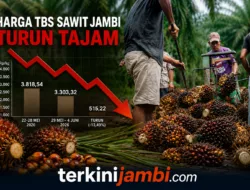 Harga TBS Sawit Jambi Anjlok, Kelompok Umur 10–20 Tahun Turun Rp515 /Kg