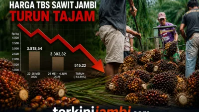 Harga TBS Sawit Jambi Anjlok, Kelompok Umur 10–20 Tahun Turun Rp515 /Kg