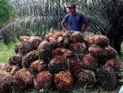 Harga Sawit Jambi Melonjak, TBS Usia 10–20 Tahun Tembus Rp3.706,67 per Kg