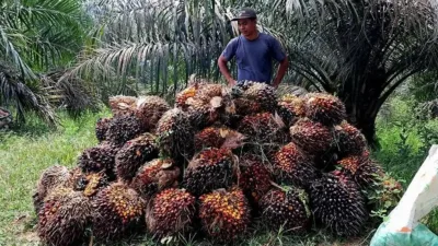Harga Tandan Buah Segar (TBS) Kelapa Sawit Provinsi Jambi yang dikoordinasikan Dinas Perkebunan Provinsi Jambi menetapkan harga TBS untuk periode 12 hingga 18 Juni 2026 mengalami kenaikan signifikan