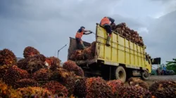 Update Harga Sawit Jambi 19-25 Juni 2026, TBS Usia 10-20 Tahun Rp3.706,58/Kg