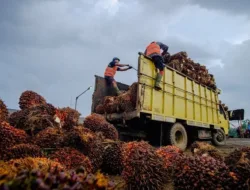 Update Harga Sawit Jambi 19-25 Juni 2026, TBS Usia 10-20 Tahun Rp3.706,58/Kg