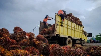 Harga Tandan Buah Segar (TBS) kelapa sawit di Provinsi Jambi untuk periode 19 hingga 25 Juni 2026 mengalami koreksi tipis dibandingkan pekan sebelumnya.