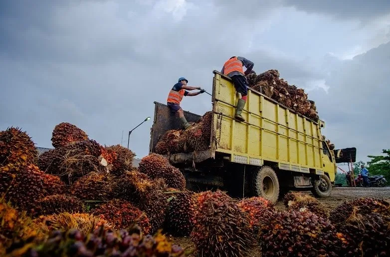 Harga Tandan Buah Segar (TBS) kelapa sawit di Provinsi Jambi untuk periode 19 hingga 25 Juni 2026 mengalami koreksi tipis dibandingkan pekan sebelumnya.