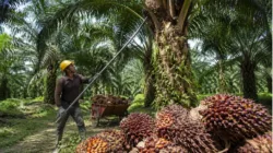 Harga TBS Sawit Jambi Periode 26 Juni-2 Juli 2026 Turun Tipis, Tertinggi Rp3.706,55 per Kg