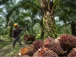 Harga TBS Sawit Jambi Periode 26 Juni-2 Juli 2026 Turun Tipis, Tertinggi Rp3.706,55 per Kg
