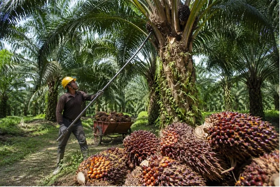 Gambar Petani sawit sedang melakukan panen Tandan Buah Sawit (TBS) pada salah satu perkebunan Petani Sawit Mandiri