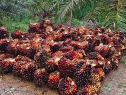 Kabar Baik untuk Petani, Harga Sawit Jambi Periode 5–11 Juni 2026 Naik Signifikan