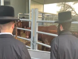 Sapi Merah Diklaim Lahir di Israel, Kembali Picu Perdebatan soal Al-Aqsa