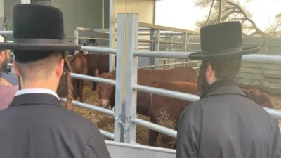 Sapi Merah Diklaim Lahir di Israel, Kembali Picu Perdebatan soal Al-Aqsa