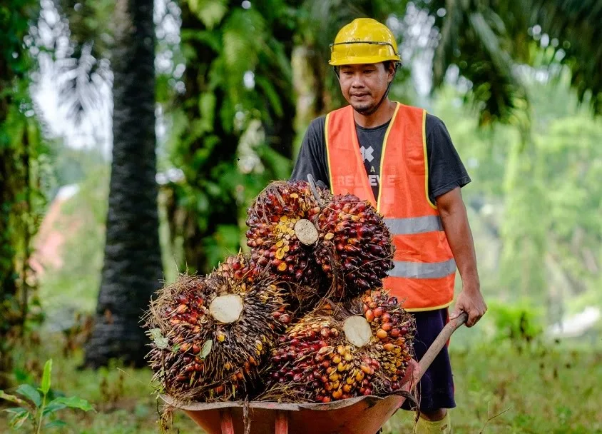 Gambar Pekerja sedang melakukan pengumpulan Tandan Buah Sawit TBS Hasil panen pada salah satu perkebunan sawit mandiri