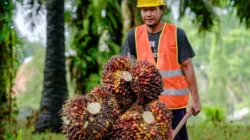 Harga TBS Sawit Jambi Naik Periode 24-30 Juli 2026, Usia Tanam 10-20 Tahun Tembus Rp3.929,03 per Kg