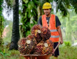 Harga TBS Sawit Jambi Naik Periode 24-30 Juli 2026, Usia Tanam 10-20 Tahun Tembus Rp3.929,03 per Kg