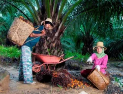 Harga TBS Sawit Jambi Naik Rp69,71 per Kg, Tembus Rp3.856,89 pada Periode 10-16 Juli 2026
