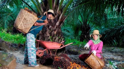 Harga TBS Sawit Jambi Naik Rp69,71 per Kg, Tembus Rp3.856,89 pada Periode 10-16 Juli 2026