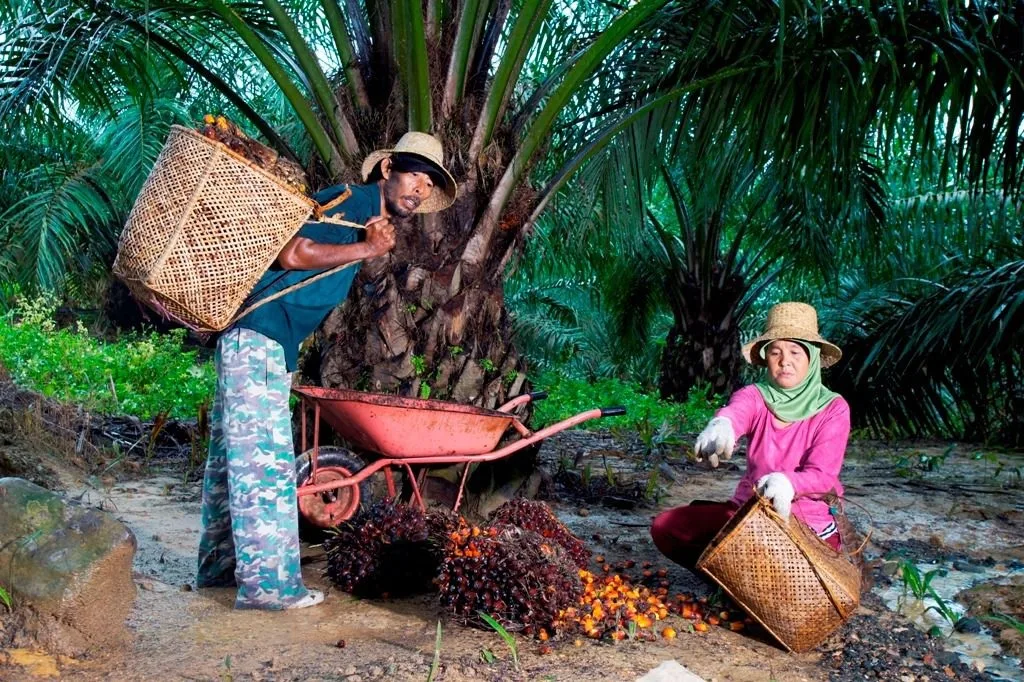 Gambar Ilustrasi Petani Sawit Mandiri Sedang Melakukan Panen TBS