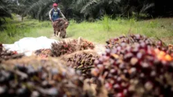 Harga TBS Sawit Jambi Periode 17–23 Juli 2026 Bergerak Stabil, Kenaikan Hanya Tipis