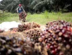 Harga TBS Sawit Jambi Periode 17–23 Juli 2026 Bergerak Stabil, Kenaikan Hanya Tipis
