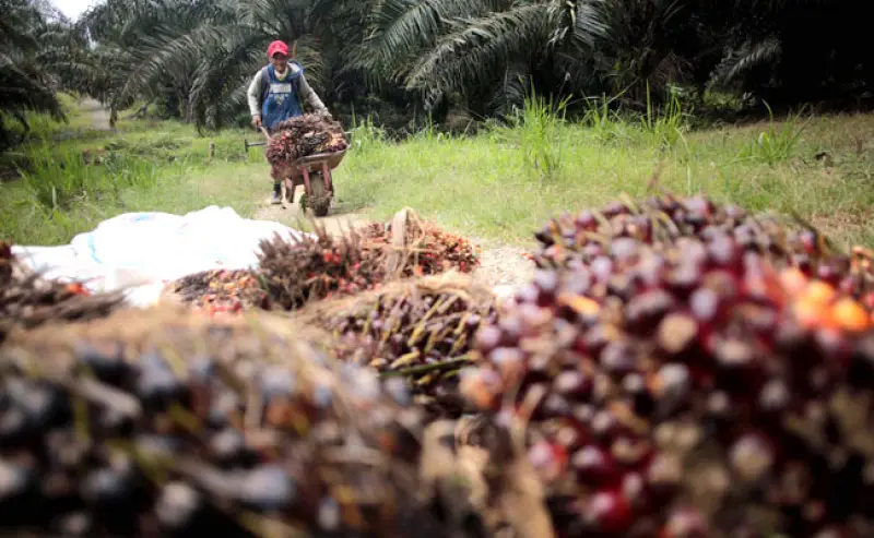 Harga Tandan Buah Segar (TBS) kelapa sawit di Provinsi Jambi untuk periode 17 hingga 23 Juli 2026 relatif stabil.
