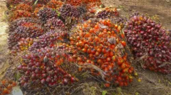 Harga TBS Sawit Jambi Periode 21-27 Agustus 2026 Turun, Umur 10-20 Tahun Rp3.866 per Kg
