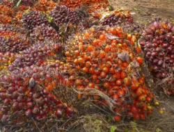 Harga TBS Sawit Jambi Periode 21-27 Agustus 2026 Turun, Umur 10-20 Tahun Rp3.866 per Kg
