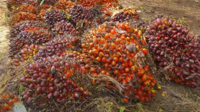 Harga tandan buah segar (TBS) kelapa sawit di Provinsi Jambi kembali mengalami penurunan untuk periode 21–27 Agustus 2026.
