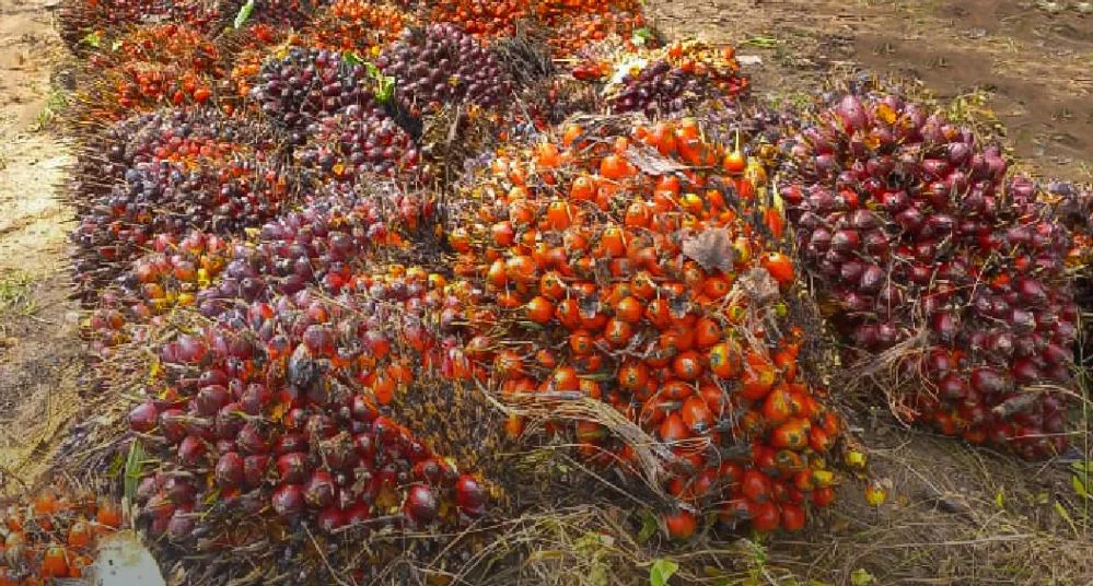 Harga tandan buah segar (TBS) kelapa sawit di Provinsi Jambi kembali mengalami penurunan untuk periode 21–27 Agustus 2026.